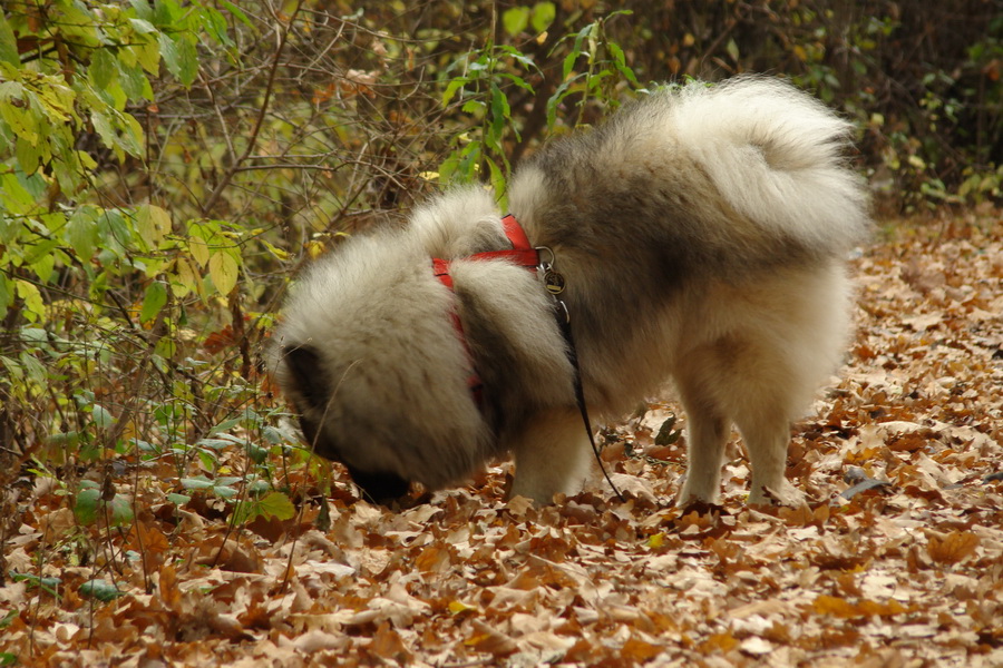 Bankov, 26.10.2008