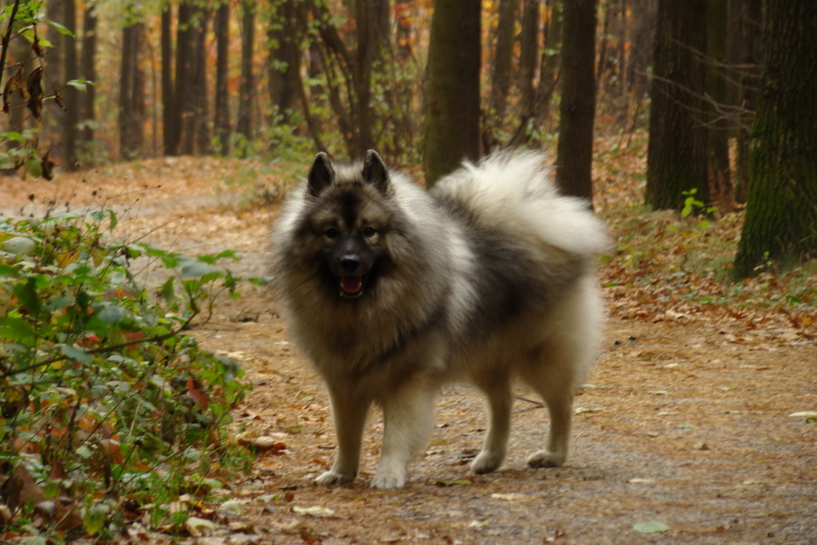 Bankov, 26.10.2008