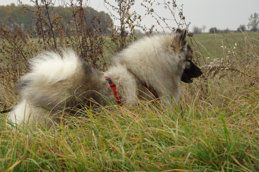 Bankov, 26.10.2008