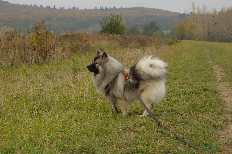 Bankov, 26.10.2008