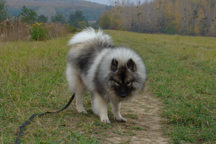 Bankov, 26.10.2008