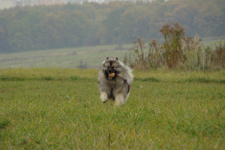 Bankov, 26.10.2008