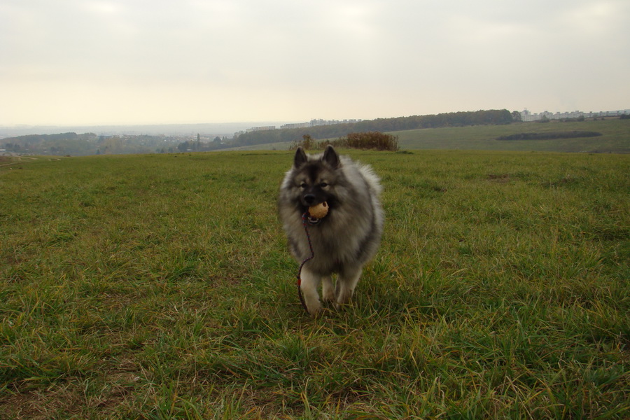 Bankov, 26.10.2008