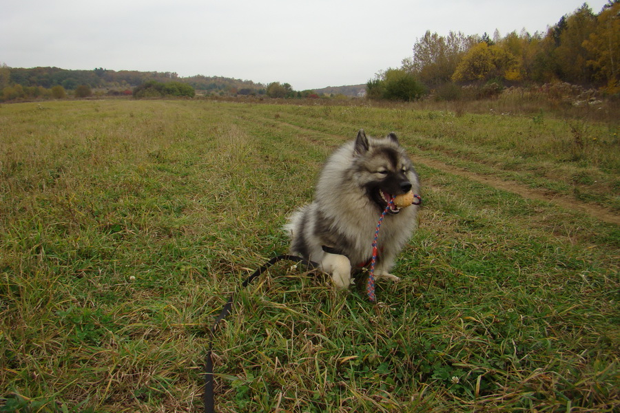 Bankov, 26.10.2008