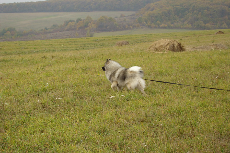 Bankov, 26.10.2008