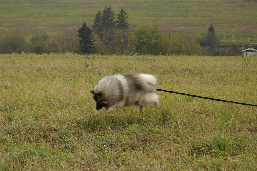 Bankov, 26.10.2008