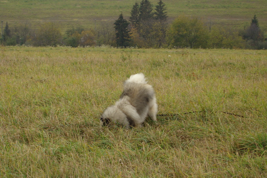 Bankov, 26.10.2008