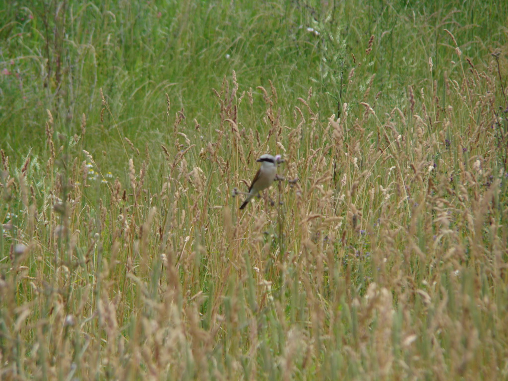 Bankov 29.06.2008