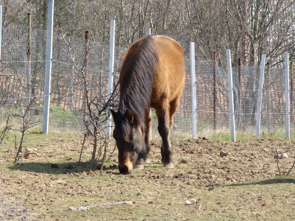 Bankov 30.03.2008