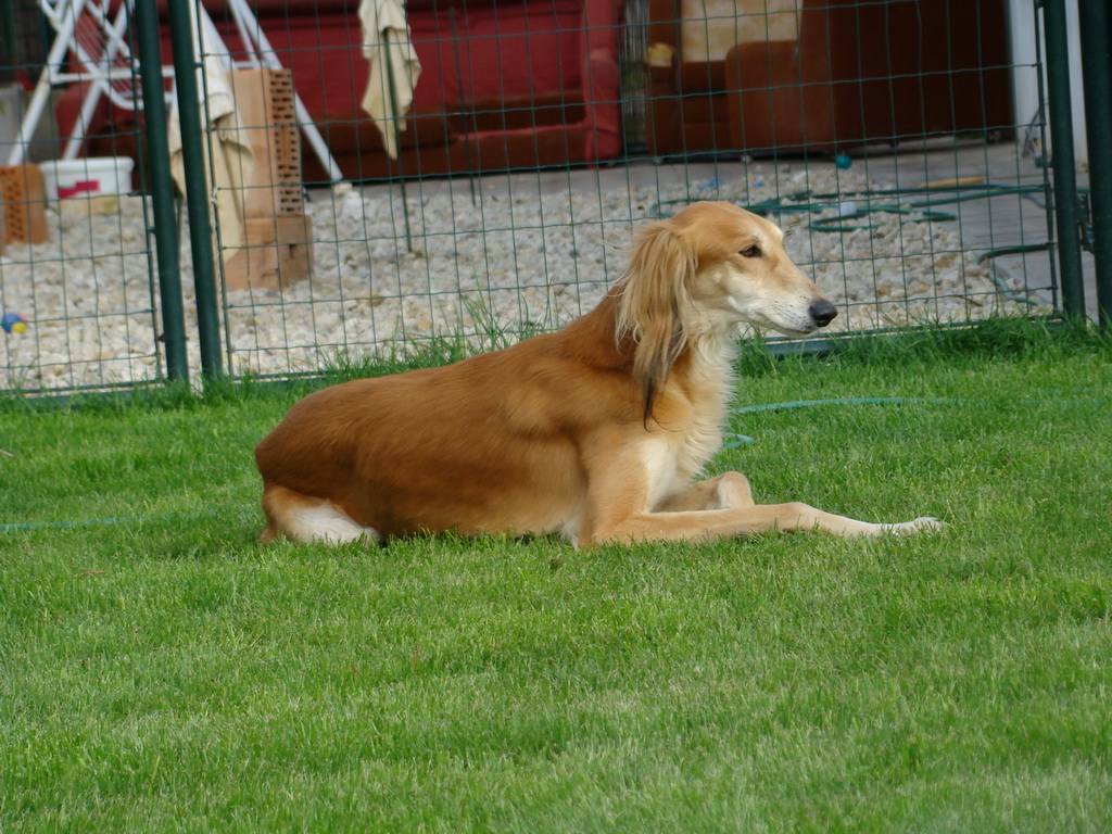 Celoštátna výstava psov Banská Bystrica 04.05.2008