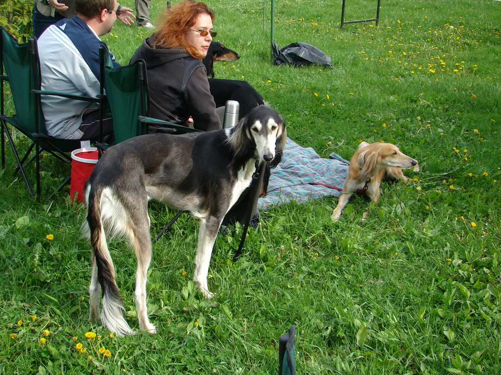 Celoštátna výstava psov Banská Bystrica 04.05.2008