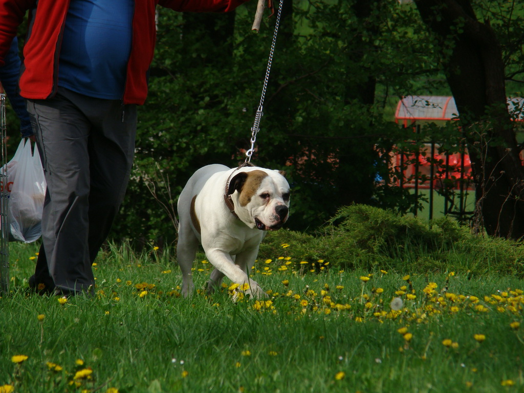 Celoštátna výstava psov Banská Bystrica 04.05.2008