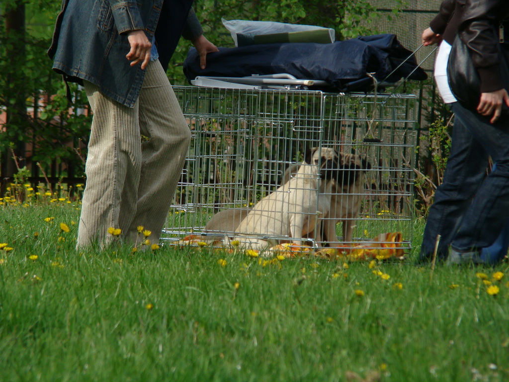 Celoštátna výstava psov Banská Bystrica 04.05.2008