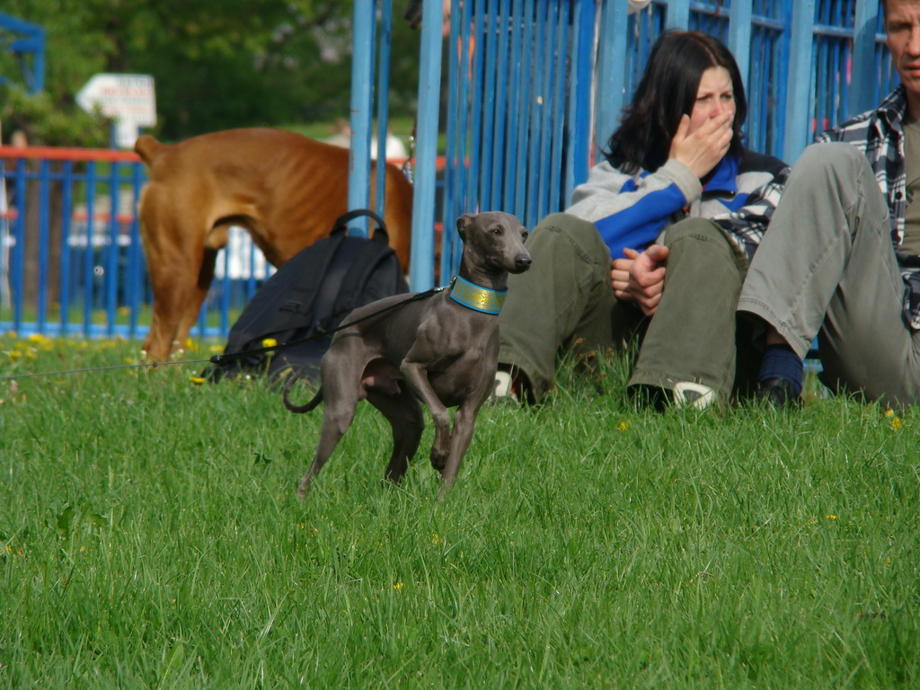 Celoštátna výstava psov Banská Bystrica 04.05.2008