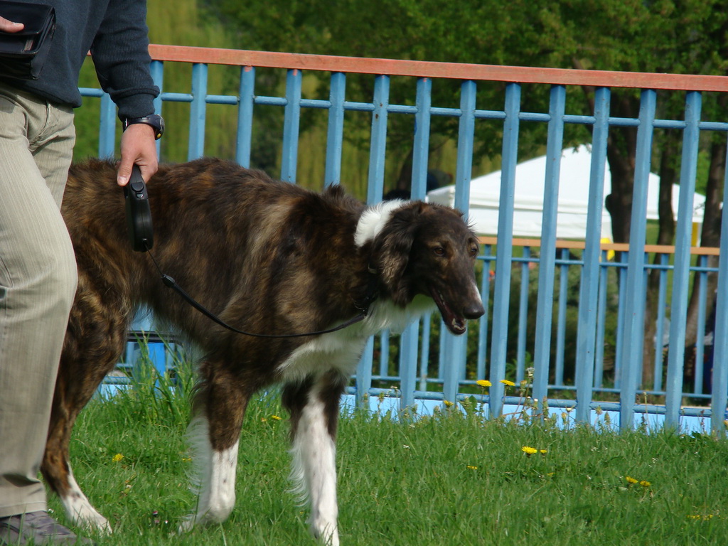 Celoštátna výstava psov Banská Bystrica 04.05.2008