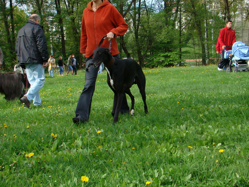 Celoštátna výstava psov Banská Bystrica 04.05.2008