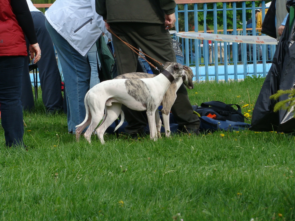 Celoštátna výstava psov Banská Bystrica 04.05.2008