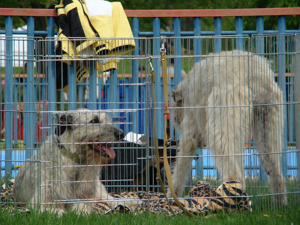 Celoštátna výstava psov Banská Bystrica 04.05.2008