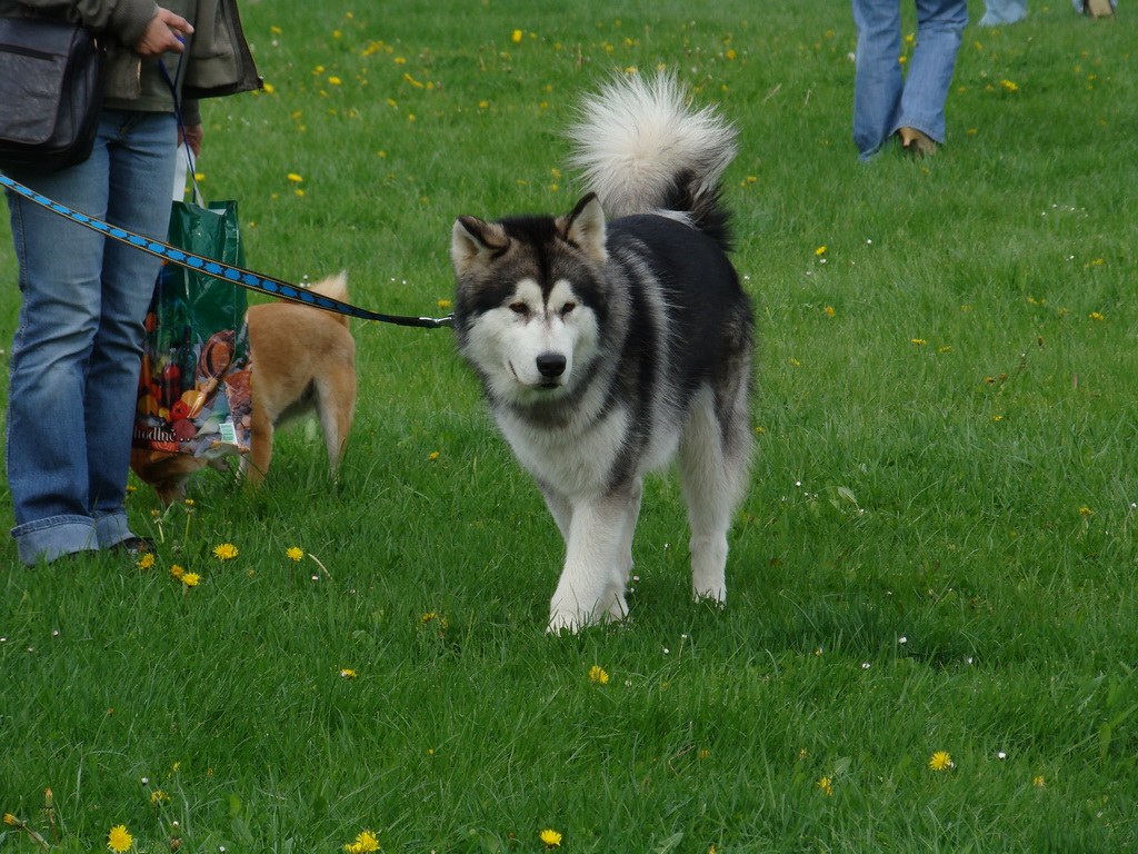 Celoštátna výstava psov Banská Bystrica 04.05.2008