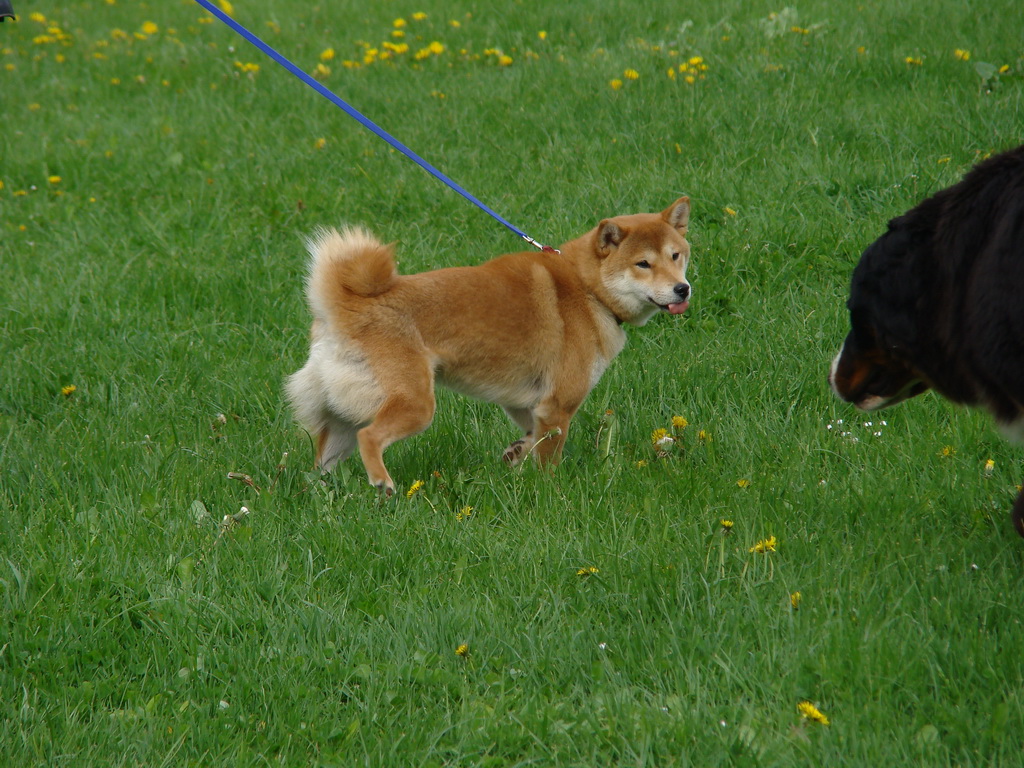 Celoštátna výstava psov Banská Bystrica 04.05.2008