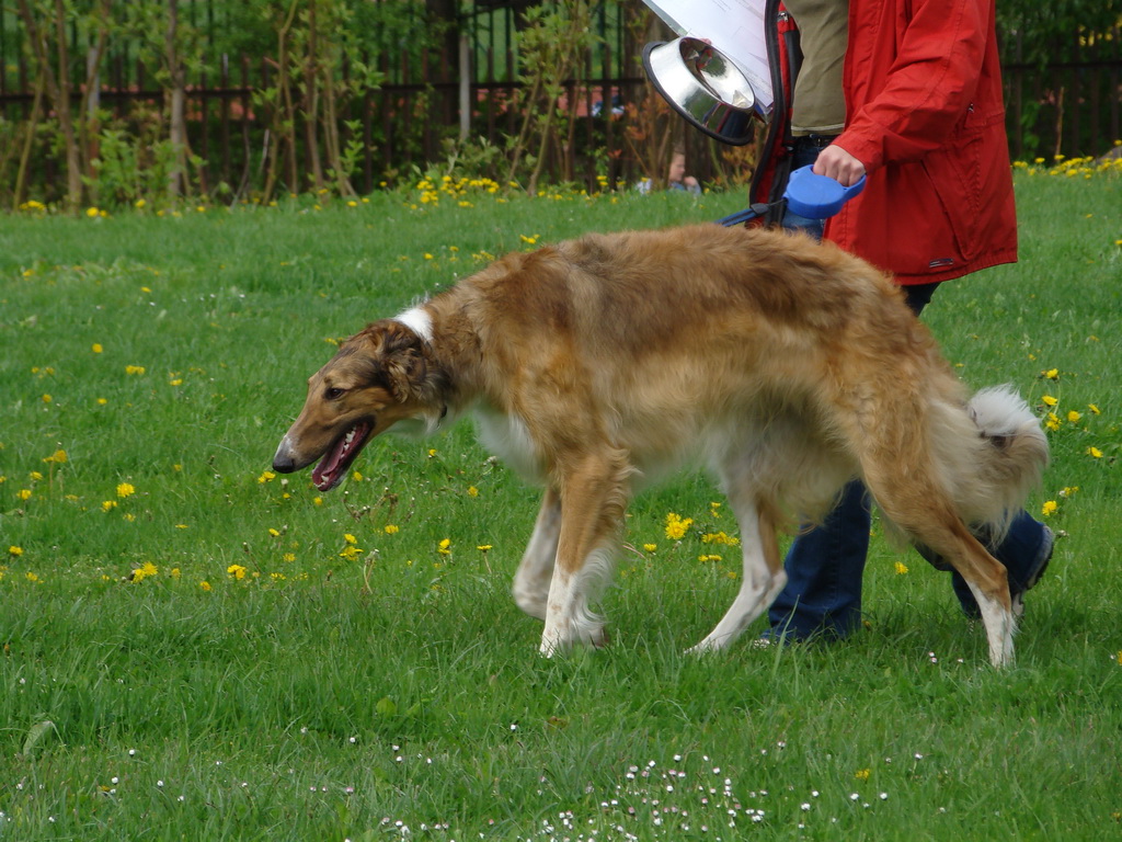 Celoštátna výstava psov Banská Bystrica 04.05.2008