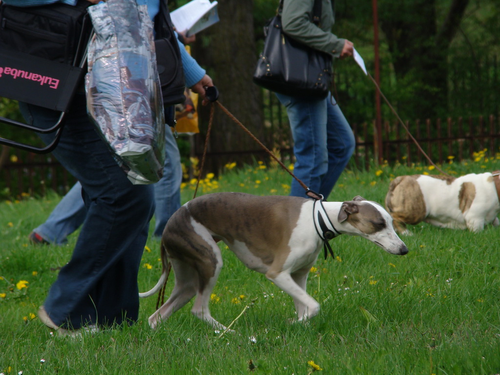 Celoštátna výstava psov Banská Bystrica 04.05.2008