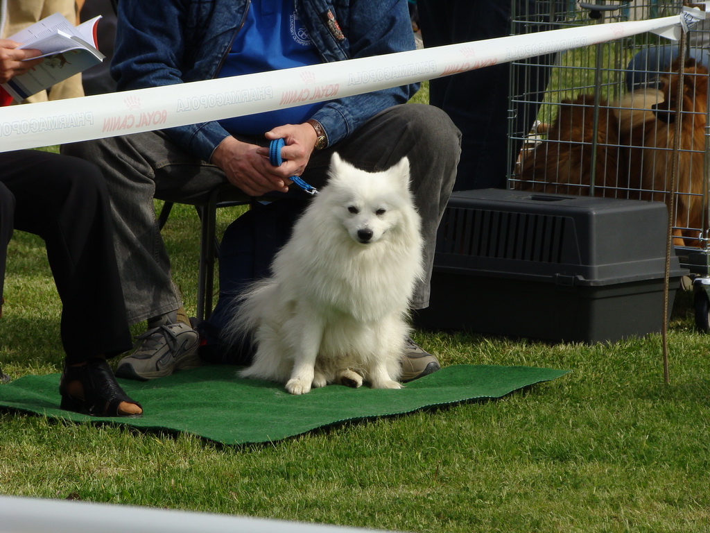 Celoštátna výstava psov Banská Bystrica 04.05.2008