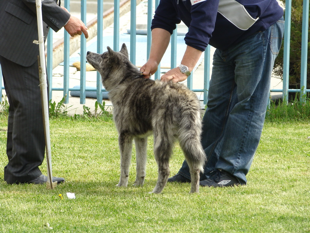 Celoštátna výstava psov Banská Bystrica 04.05.2008