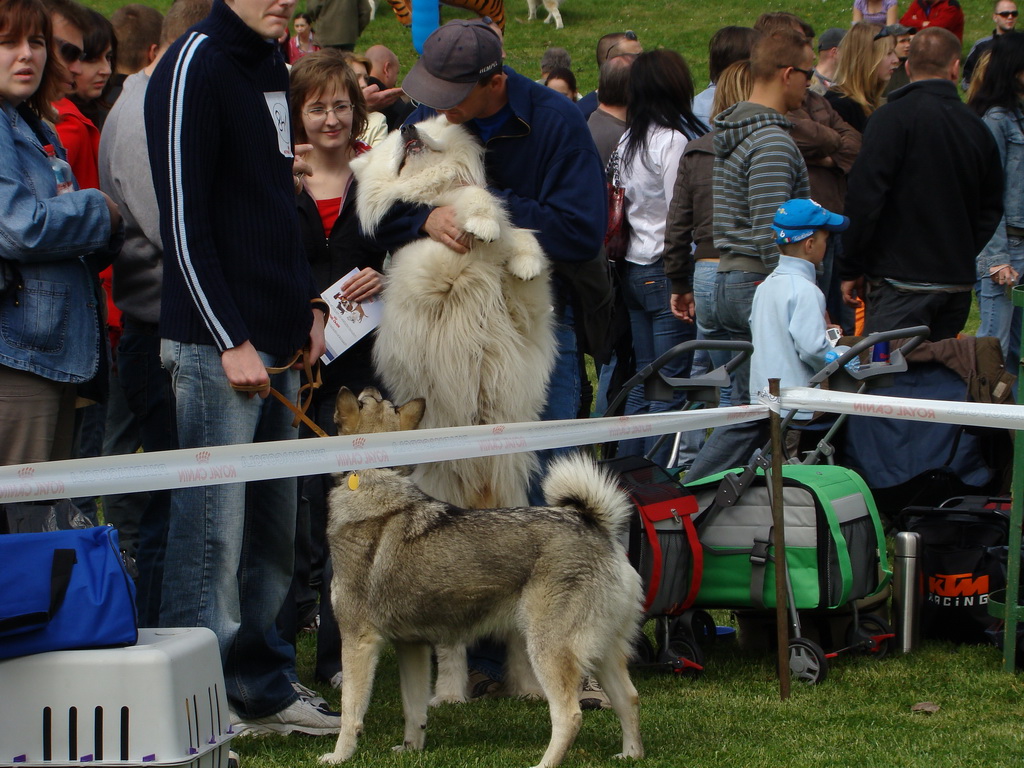 Celoštátna výstava psov Banská Bystrica 04.05.2008