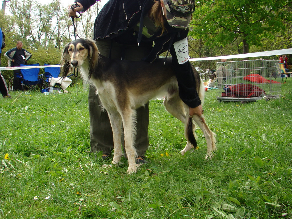 Celoštátna výstava psov Banská Bystrica 04.05.2008