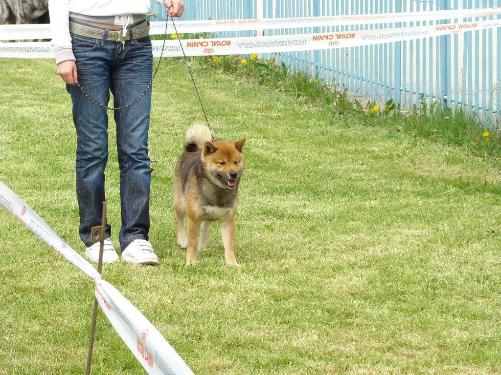 Celoštátna výstava psov Banská Bystrica 04.05.2008