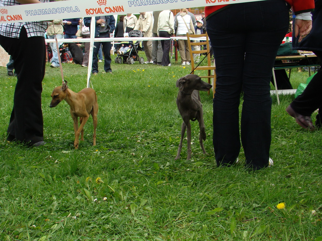 Celoštátna výstava psov Banská Bystrica 04.05.2008