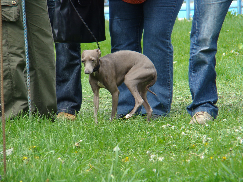 Celoštátna výstava psov Banská Bystrica 04.05.2008