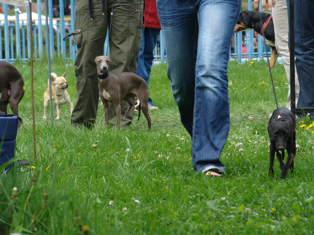 Celoštátna výstava psov Banská Bystrica 04.05.2008