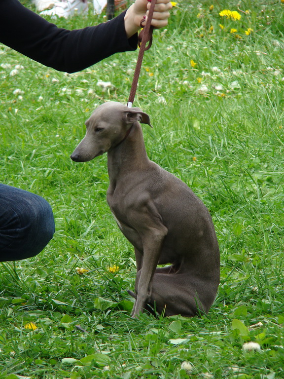 Celoštátna výstava psov Banská Bystrica 04.05.2008