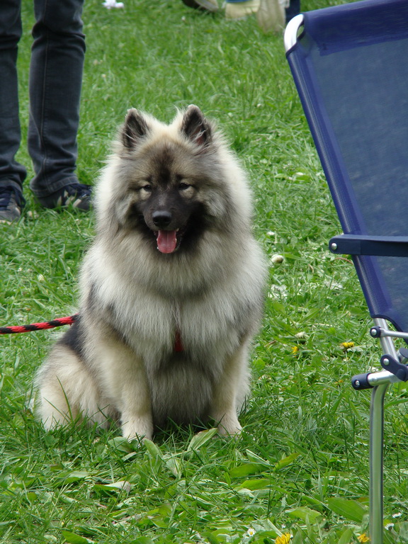 Celoštátna výstava psov Banská Bystrica 04.05.2008