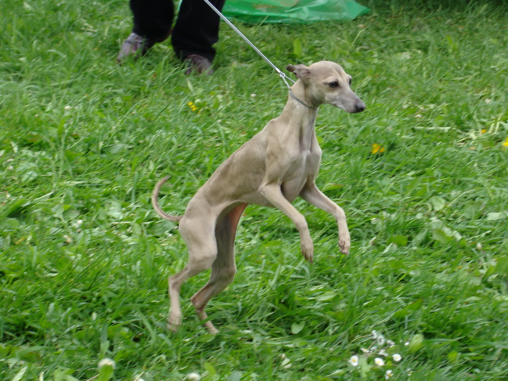 Celoštátna výstava psov Banská Bystrica 04.05.2008