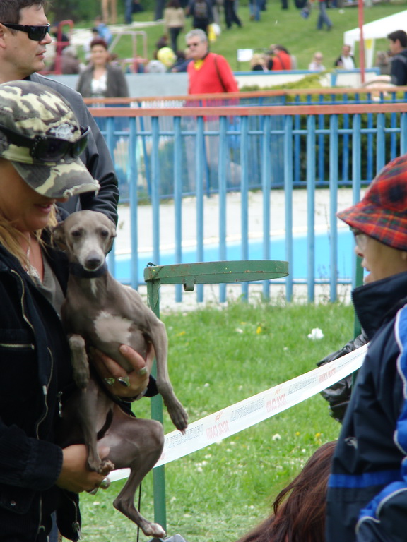 Celoštátna výstava psov Banská Bystrica 04.05.2008