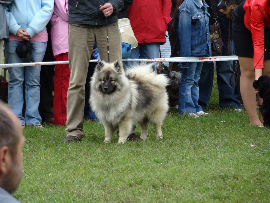 Celoštátna výstava psov Banská Bystrica 04.05.2008