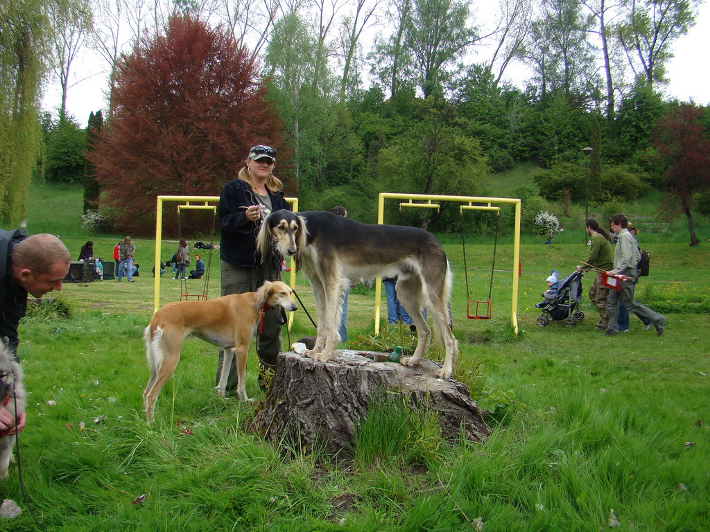 Celoštátna výstava psov Banská Bystrica 04.05.2008