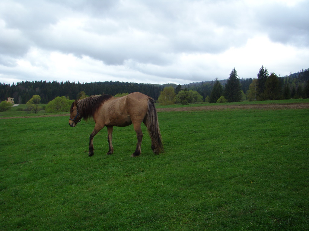 Celoštátna výstava psov Banská Bystrica 04.05.2008