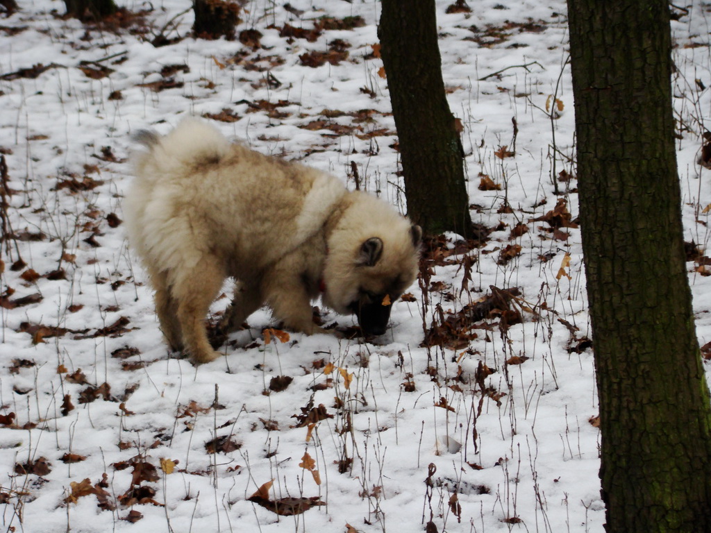 Kamenný hrb 02.02.2008