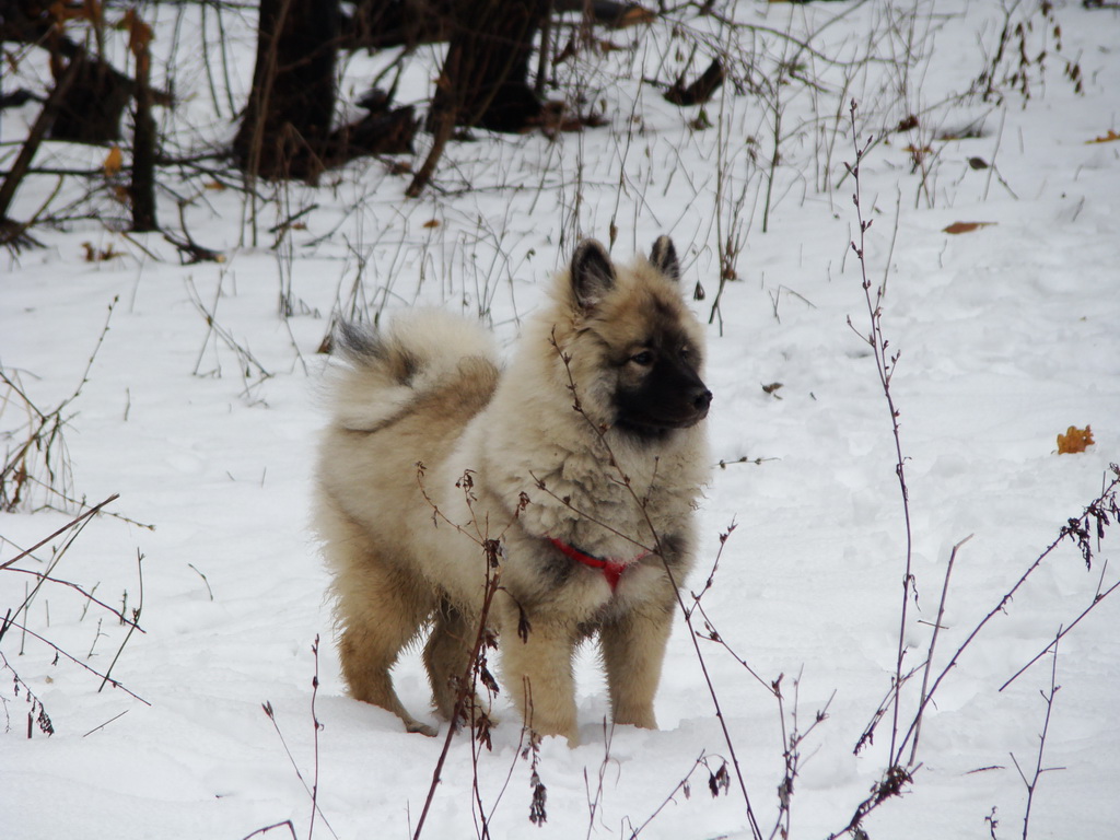 Kamenný hrb 02.02.2008