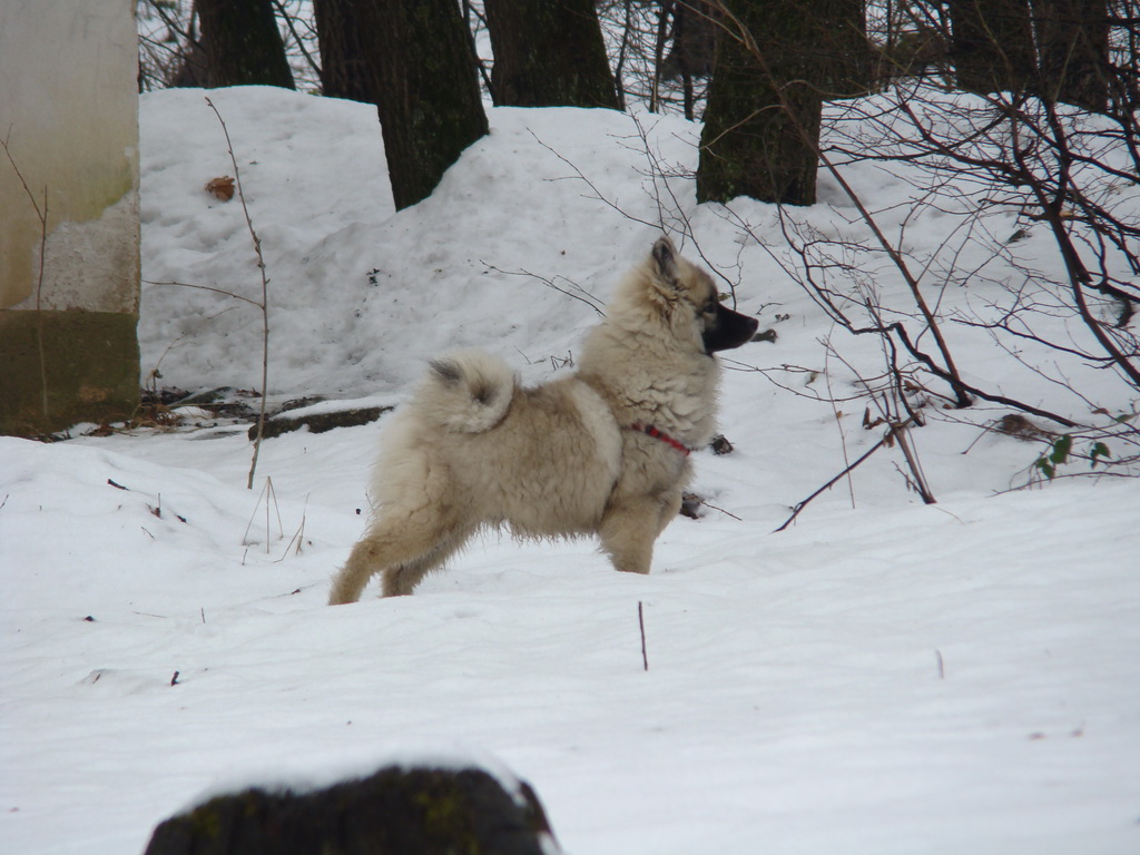 Kamenný hrb 02.02.2008