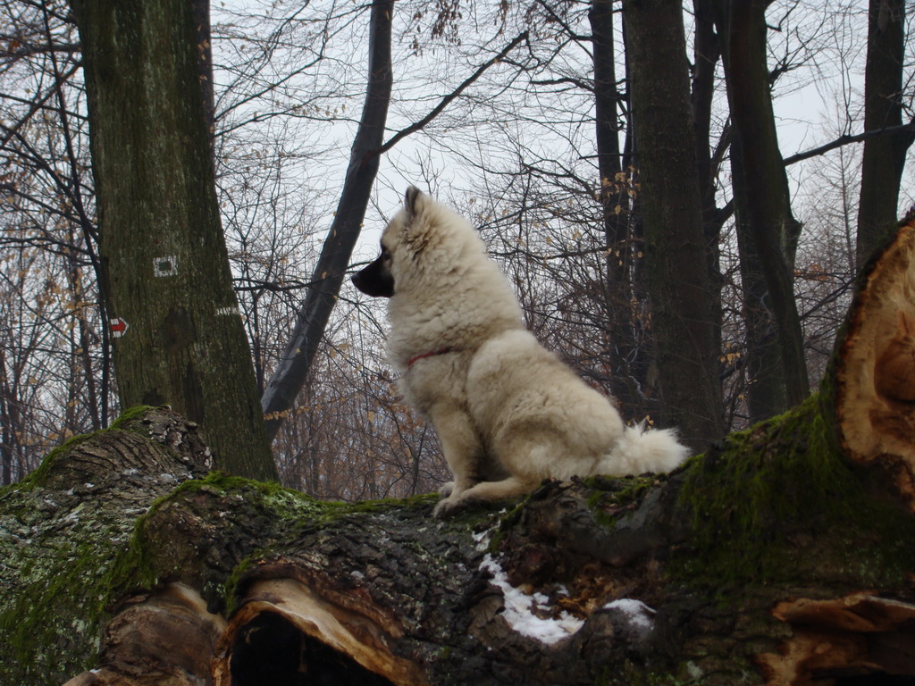 Kamenný hrb 02.02.2008