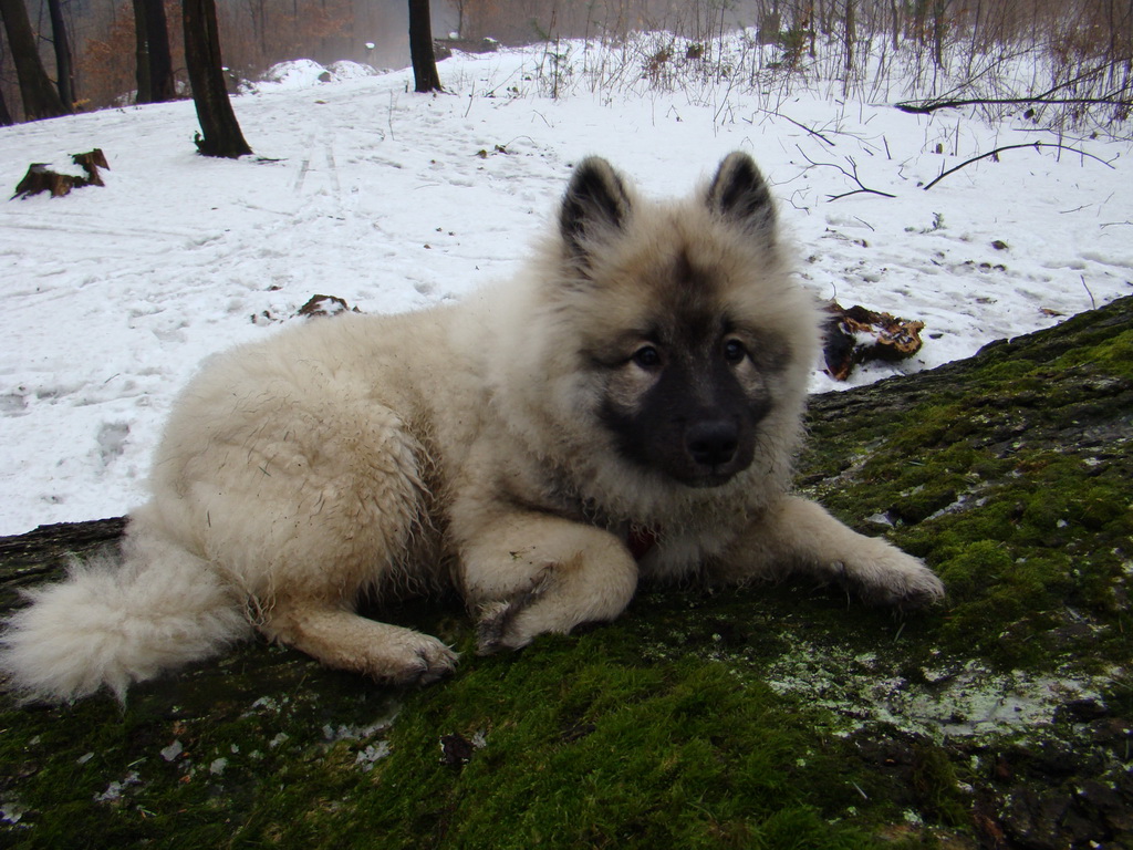 Kamenný hrb 02.02.2008
