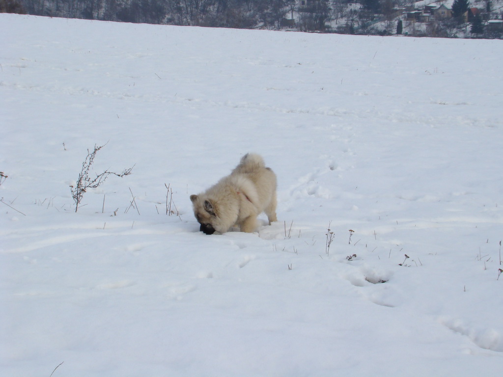 Kamenný hrb 13.1.2008