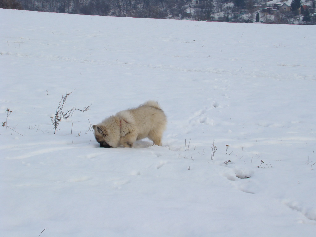 Kamenný hrb 13.1.2008