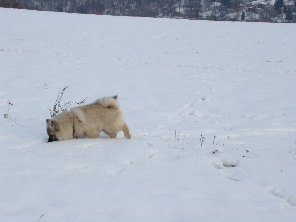 Kamenný hrb 13.1.2008