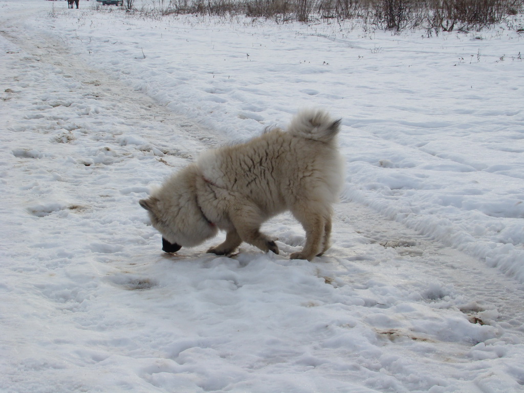 Kamenný hrb 13.1.2008